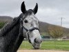 broodmare Claricia (Westphalian, 2018, from Cornet Obolensky)