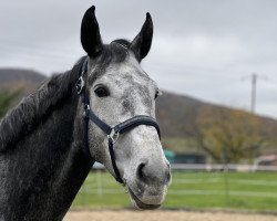 Zuchtstute Claricia (Westfale, 2018, von Cornet Obolensky)