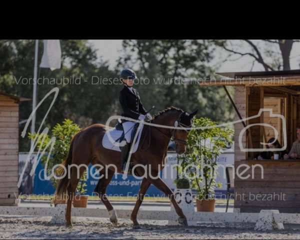 dressage horse Delorean Dmc 3 (Westphalian, 2016, from Dimaggio)