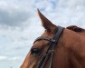 dressage horse Rafidelia (Rhinelander, 2015, from Rastenberg)