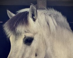 horse Nathan (Fjord Horse, 2012, from Taro)