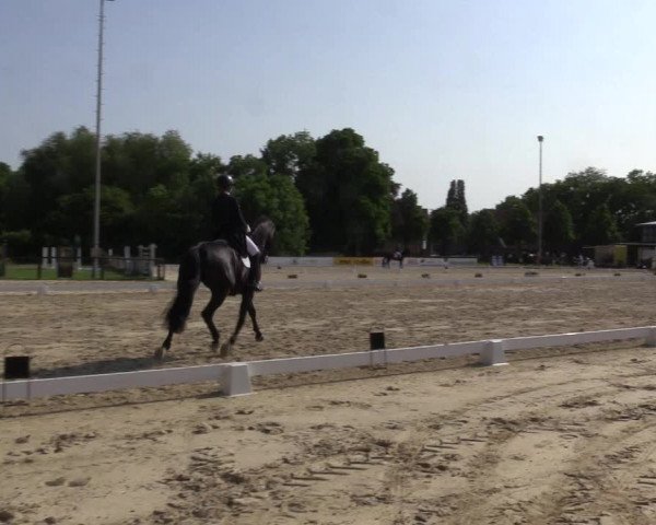 Reitturnier Everswinkel 2023