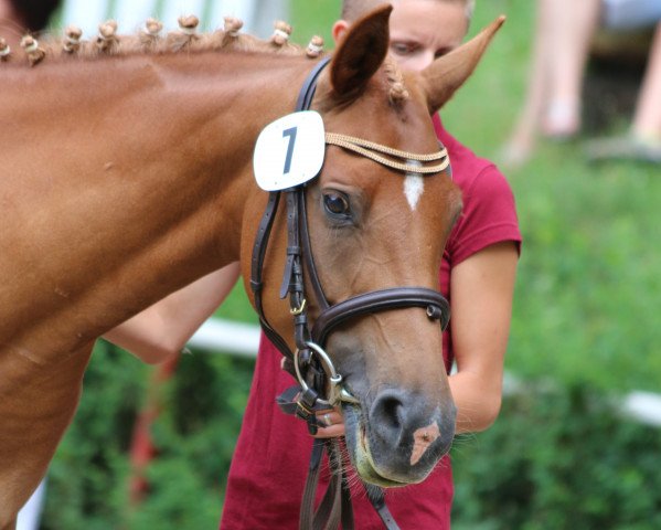 broodmare Delaja (German Riding Pony, 2010, from Caracas)