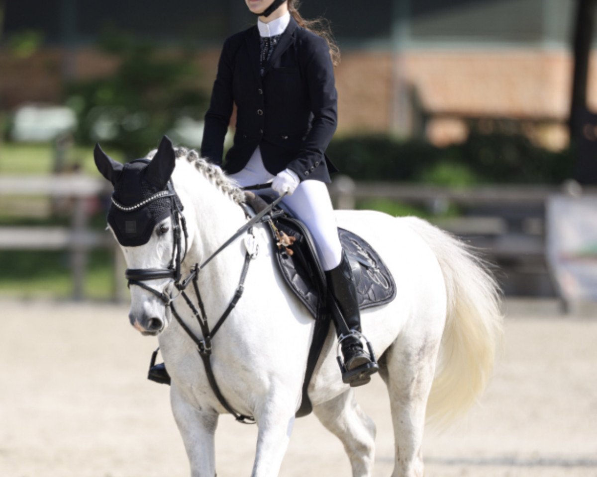 jumper Surprise 262 (unknown, 2013, from Unbekannt PONY)