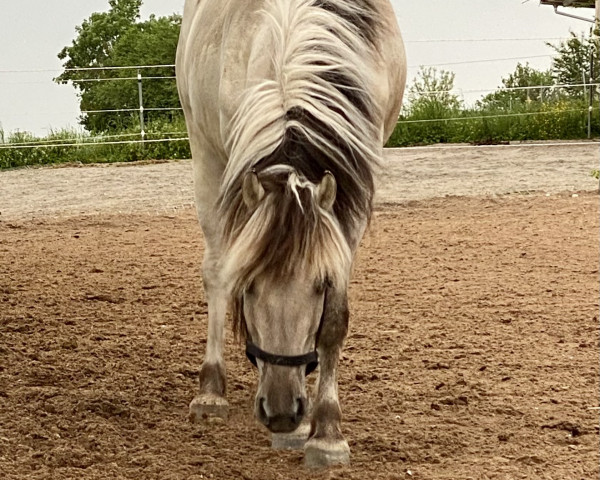 Pferd Teiko (Fjordpferd, 2020, von Taro)