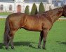 stallion Quartz de Frely AA (Anglo-Arabs, 1982, from Vidoc AA)