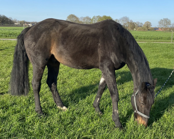 jumper Sidano (Hanoverian, 2002, from Sion)