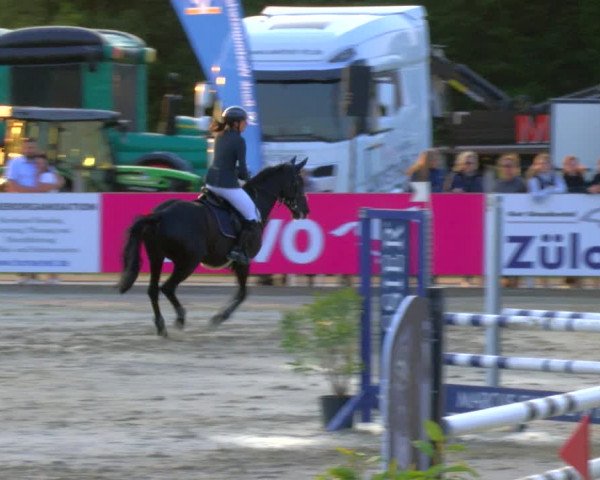 Reitturnier Borken Reitanlage Sportpferde Ehning 2023