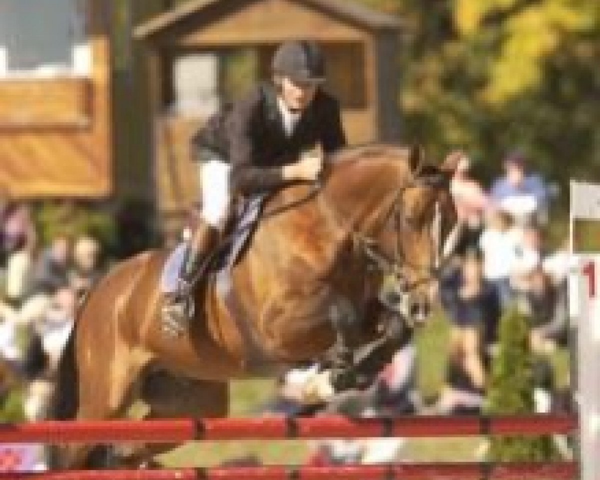 stallion Djalisco du Guet (Selle Français, 1991, from Jalisco B)