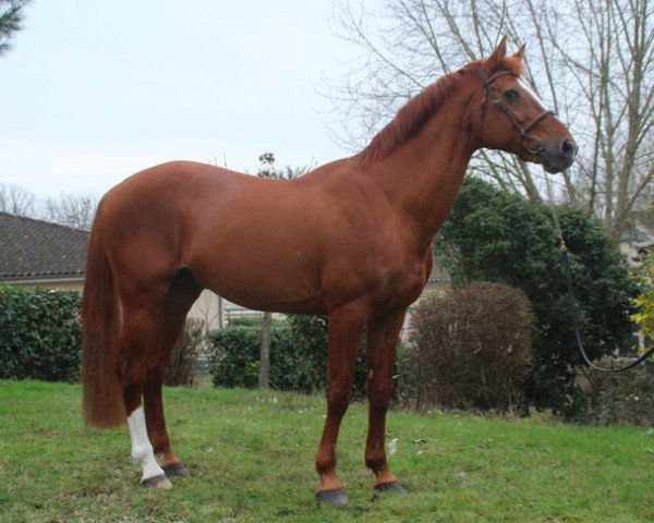 stallion Luigi D'Amaury (Selle Français, 1999, from Quidam de Revel)