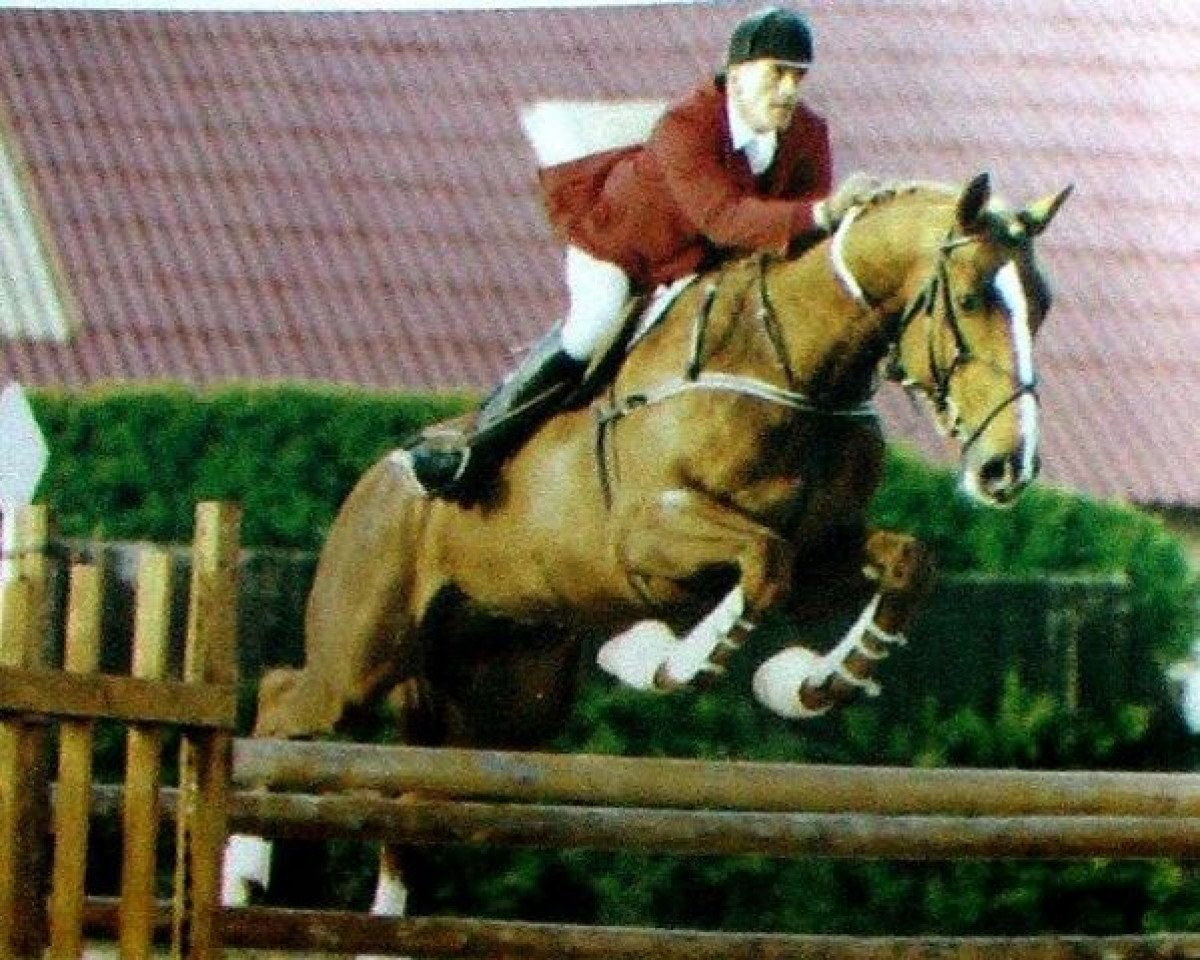 Deckhengst Tourlouroux (Selle Français, 1985, von Grand Veneur)