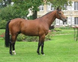 stallion Orion Heutière (Selle Français, 2002, from Diamant de Semilly)