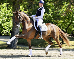 dressage horse Veuve Clicquot FRH (Hanoverian, 2018, from Vitalis)