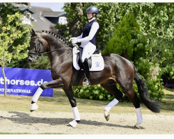 dressage horse Dos Amigos 2 (Oldenburger, 2019, from Dante’s Jr.)