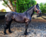 dressage horse Gretchen 49 (Friese, 2010)