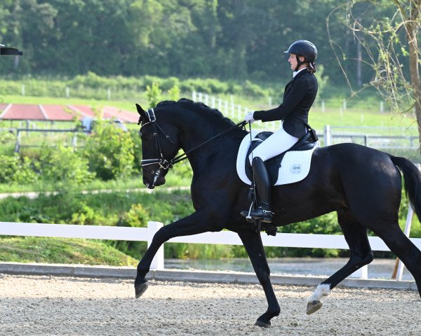 dressage horse Dante's Inferno (Hanoverian, 2019, from Dante’s Jr.)