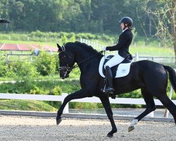 dressage horse Dante (Hanoverian, 2019, from Dante’s Jr.)