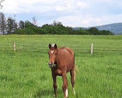 dressage horse Siscana (Westphalian, 2022, from Selectric)