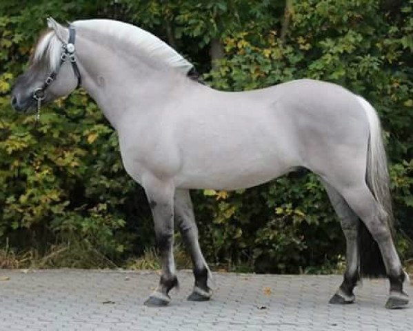 stallion Brijol (Fjord Horse, 2005, from Kventin)
