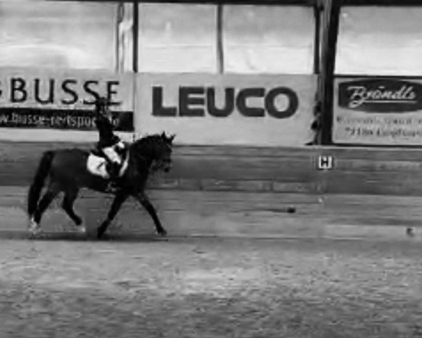 dressage horse Kluntje WE (German Riding Pony, 2013, from Kaiser Bonaparte WE)