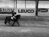 dressage horse Kluntje WE (German Riding Pony, 2013, from Kaiser Bonaparte WE)