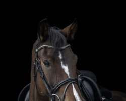 dressage horse Nightdancer 5 (Pony without race description, 2015)