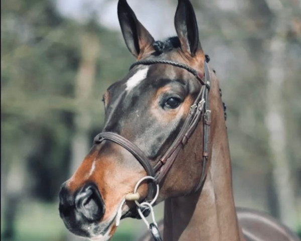 Springpferd Bellieni W (Anglo Europäisches Sportpferd, 2019, von Mylord van't Vlasmeer)