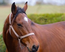 dressage horse Tootsi xx (Thoroughbred, 2018, from Isfahan xx)