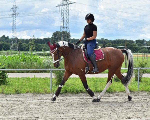 Pferd Ravesta Royal (KWPN (Niederländisches Warmblut), 2016, von Szwadron)