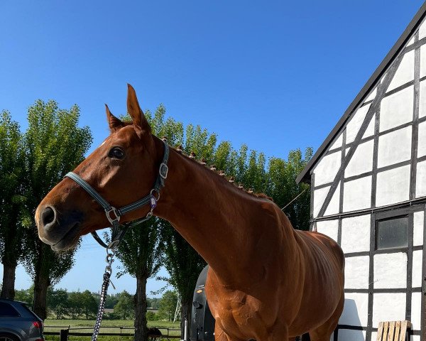 jumper Guilliano xx (Thoroughbred, 2018, from Guiliani xx)