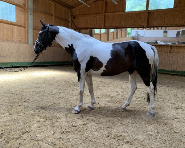 dressage horse Sant Copont (German Sport Horse, 2015, from Spezial Color R)