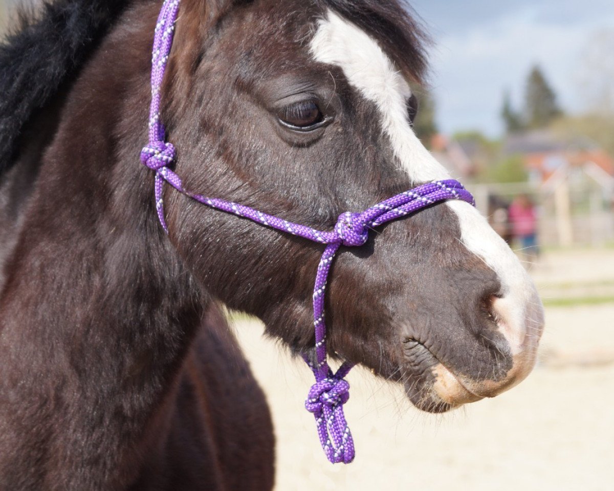 Dressurpferd Triantos (Welsh Mountain Pony (Sek.A), 2012)