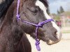 Dressurpferd Triantos (Welsh Mountain Pony (Sek.A), 2012)