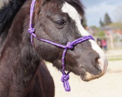 Dressurpferd Triantos (Welsh Mountain Pony (Sek.A), 2012)