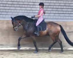 dressage horse Quixbert (German Sport Horse, 2016, from DSP Quindale)