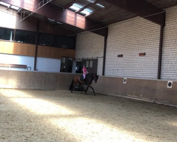 Video of Quixbert