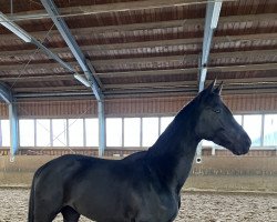 dressage horse Don Walentino (German Sport Horse, 2019, from Don Martillo)