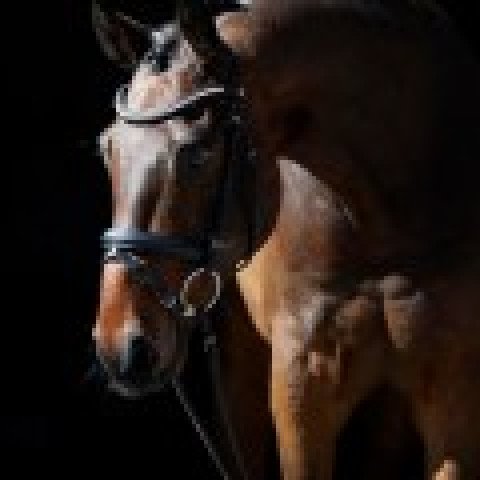 dressage horse Bourbon Jack (Westphalian, 2011, from Belissimo NRW)