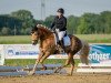 Dressurpferd Adriell (Haflinger, 2016, von Akadius B (0,88% ox))