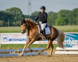 dressage horse Adriell (Haflinger, 2016, from Akadius B (0,88% ox))