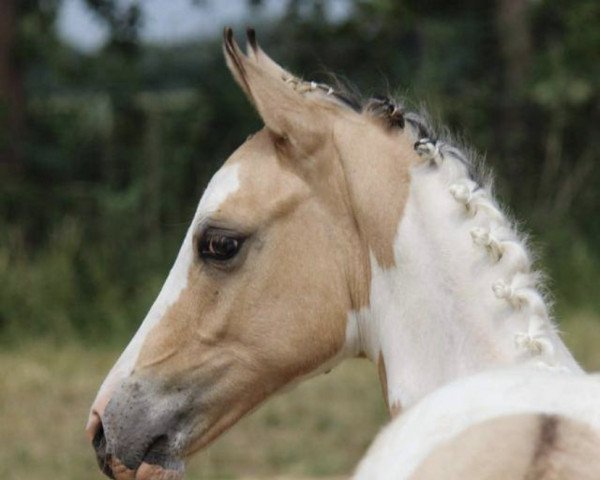 stallion Pintados Magic Color (German Riding Pony, 2018, from Milky Way)