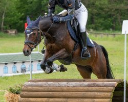 broodmare Donna Prima (German Riding Pony, 2008, from Dance Star AT)