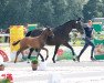 dressage horse Stute von Zoom / Ehrentusch (Westphalian, 2021, from Zoom 8)