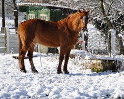 horse Friedrich (KWPN (Royal Dutch Sporthorse), 2004, from Hofmeester)