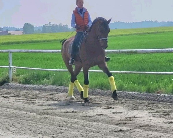 dressage horse Earl R (Oldenburg, 2016, from Estobar NRW)