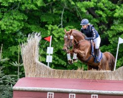 dressage horse Springflame (Deutsches Reitpony, 2018, from Dance Star AT)