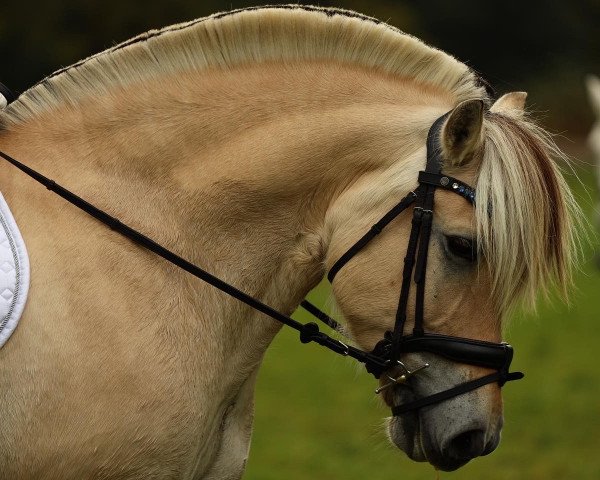 dressage horse Haakon 47 (Fjord Horse, 2014, from Hover)