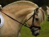 dressage horse Haakon 47 (Fjord Horse, 2014, from Hover)