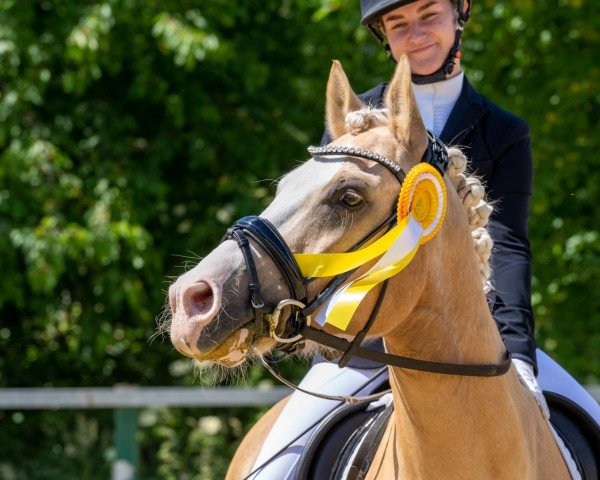 dressage horse Diamond Dust 9 (German Riding Pony, 2016, from Diamond Touch NRW)