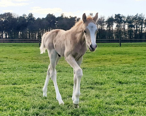 Dressurpferd All of Dad (Deutsches Reitpony, 2023, von About you)